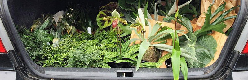 Traveling with Houseplants: A Guide to Moving Plants by Car, Plane and Mail