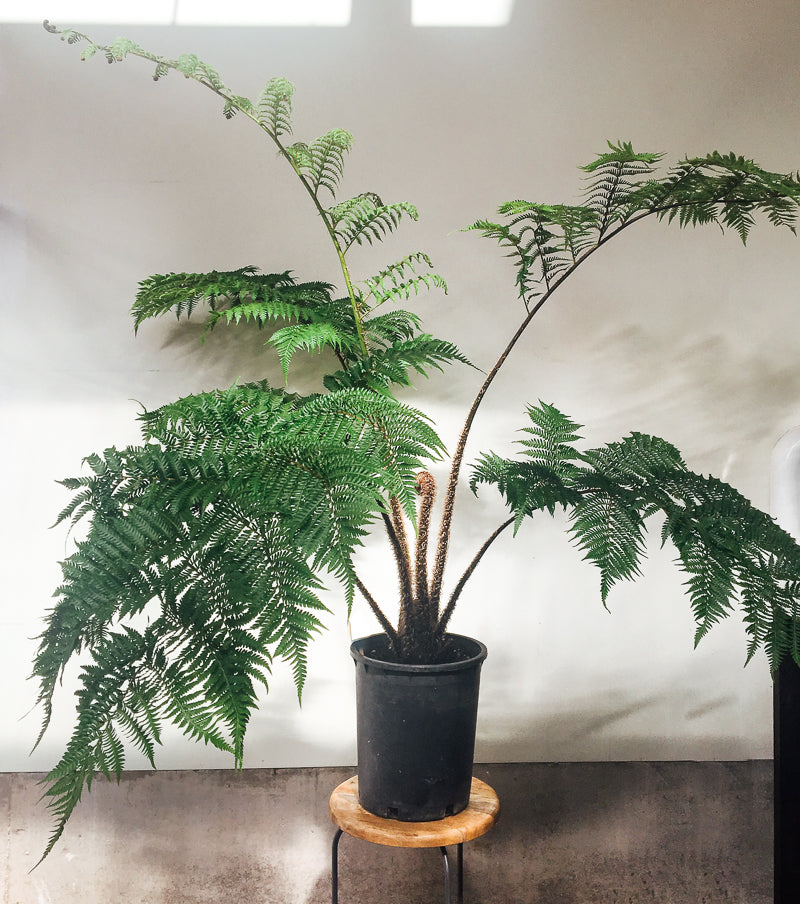 Plant Crush: Meet The Tree Fern