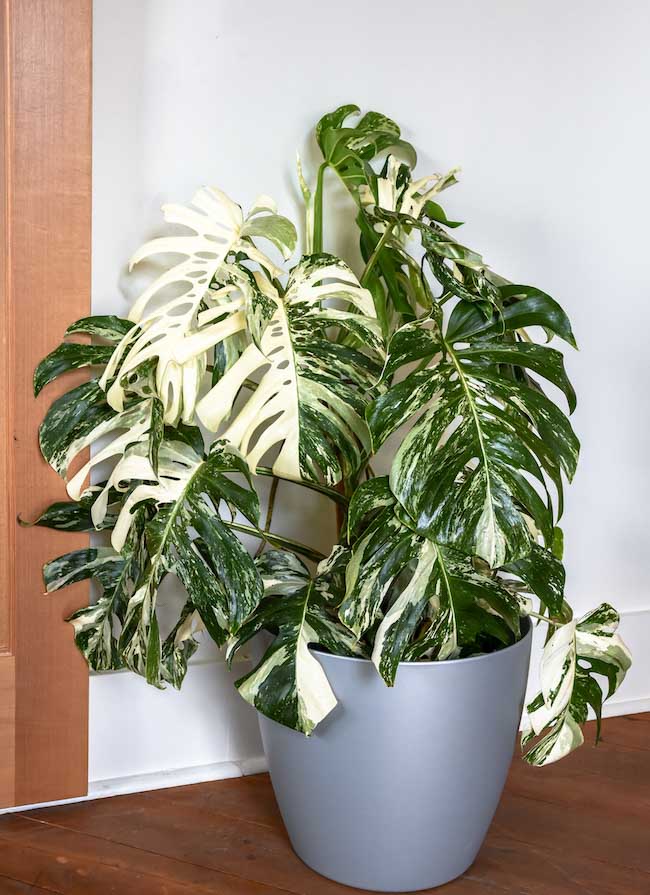 Variegated Indoor Plants: The Science Behind the Latest Houseplant Trend