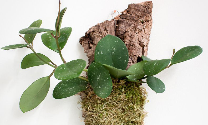 Mounted Tropical Plant Care: How to Grow Epiphytic Tropical Plants