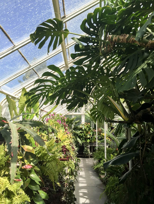 Volunteer Park Conservatory: Seattle’s Tropical Plant Paradise