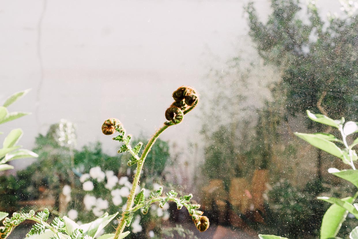 Fondness for Fronds: An Introduction to Ferns