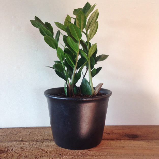 Easy Indoor Plants: Our Top 5 for the Horticulturally Challenged