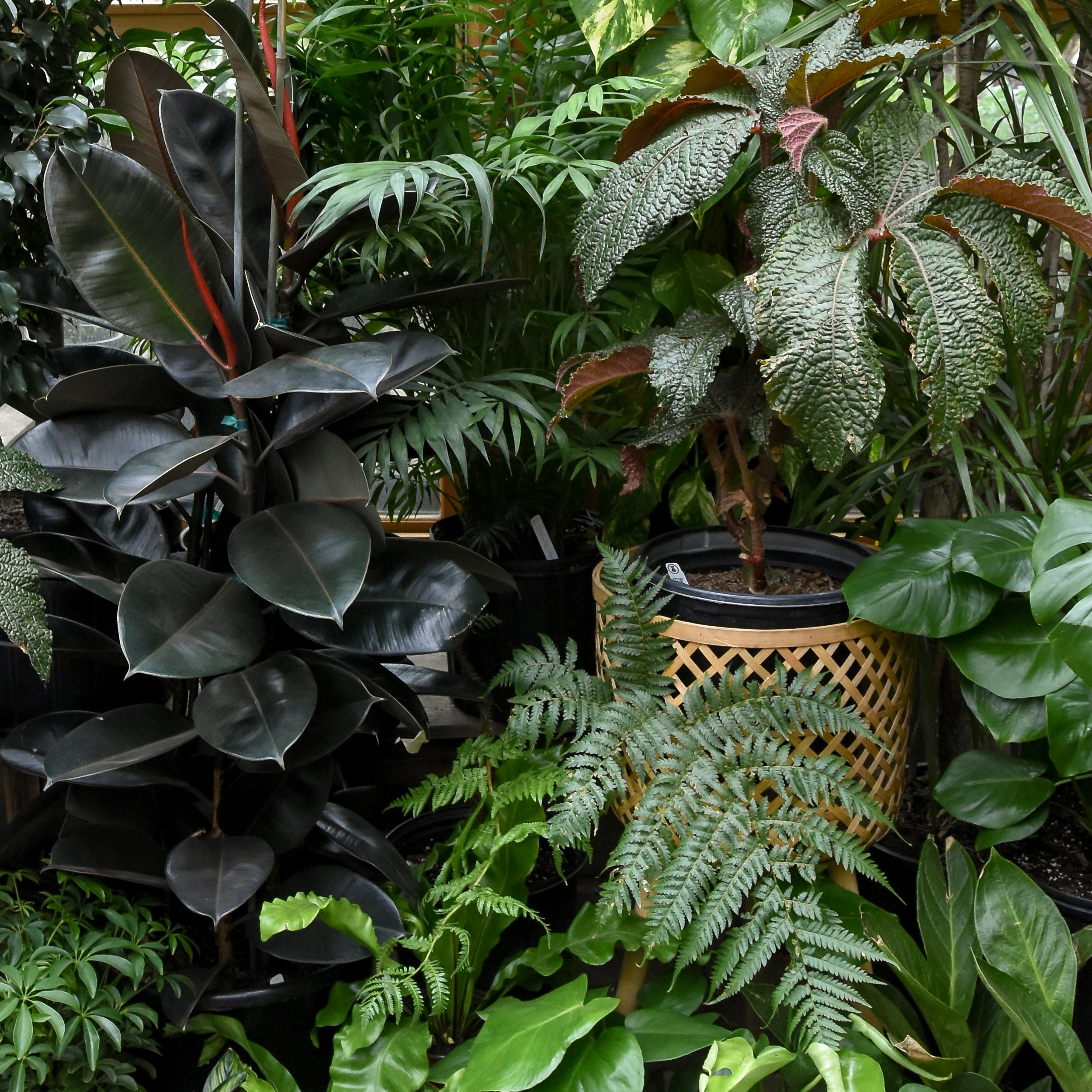 Terrarium Plants