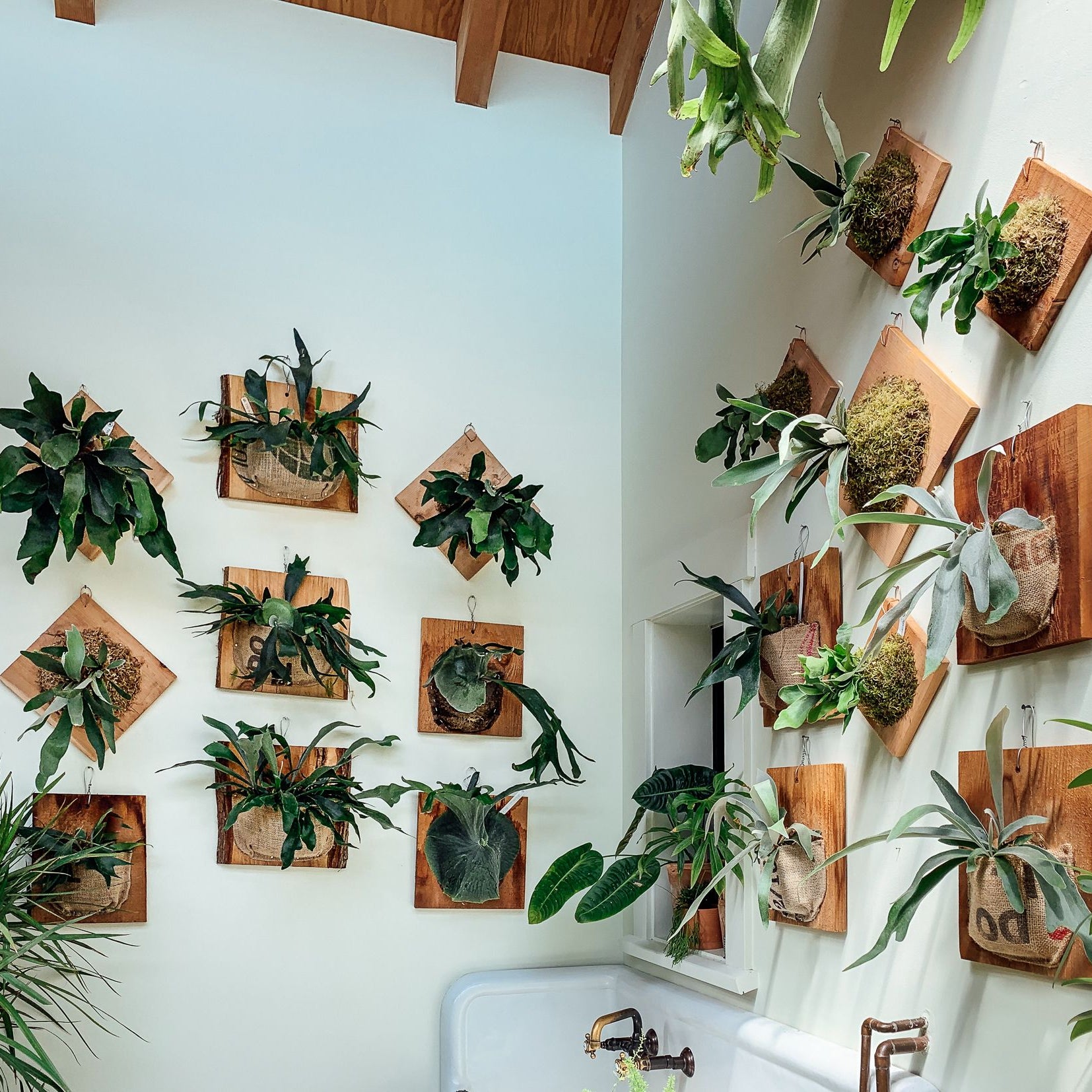 Mounted Staghorn Ferns on white wall