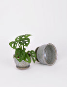 Medium powder blue ceramic planter containing a 4" Monstera Adansonii