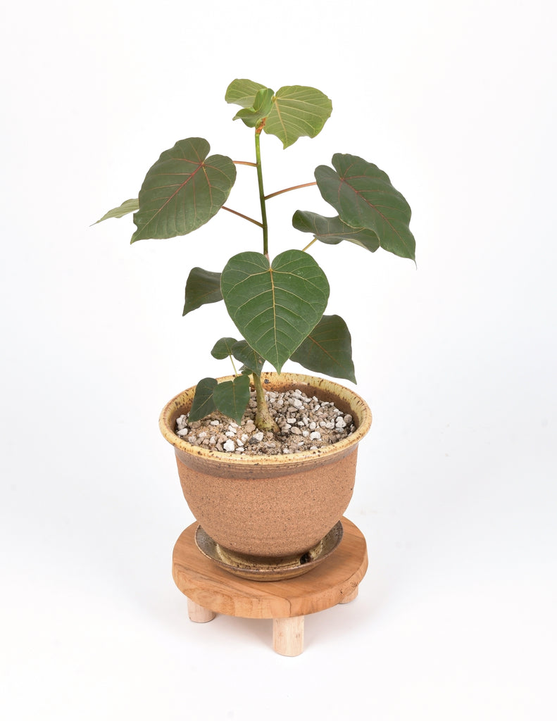6" Ficus petiolaris planted in Large Dipped Stoneware Hand-Thrown Planter