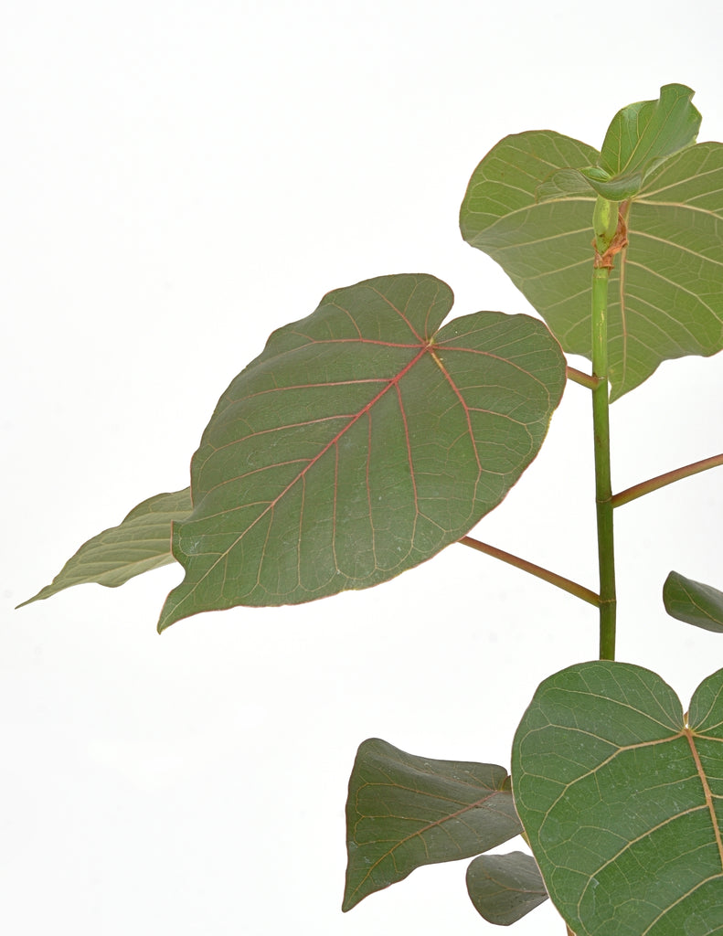 Green, heart shaped leaves with bright pink veins