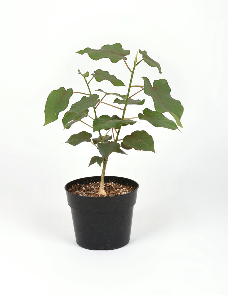 6" Rock Fig with caudex base and multiple branches in black plastic planter