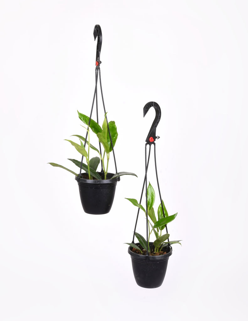 Two 4" Hoya australis ssp. rupicola hanging side by side in plastic planters