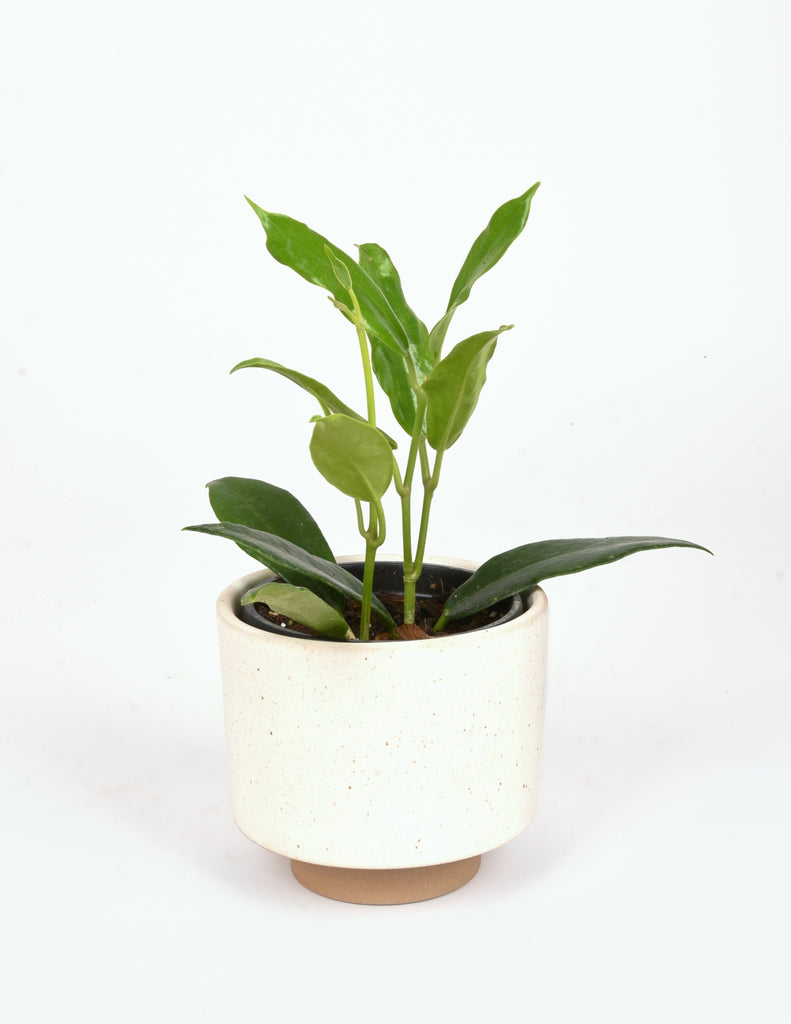 Hoya australis ssp. rupicola planted in Oatmeal Pistils Nursery Leo Planter