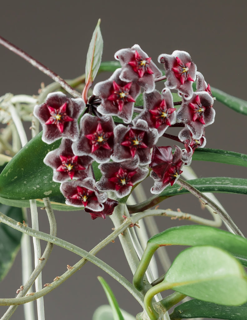 Hoya pubicalyx bloom with red and purple corona