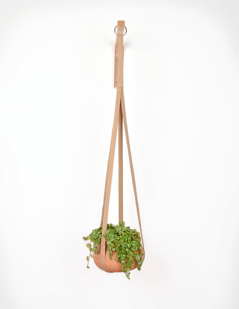 Peperomia prostrata in terracotta planter hung with tan fabric plant hanger