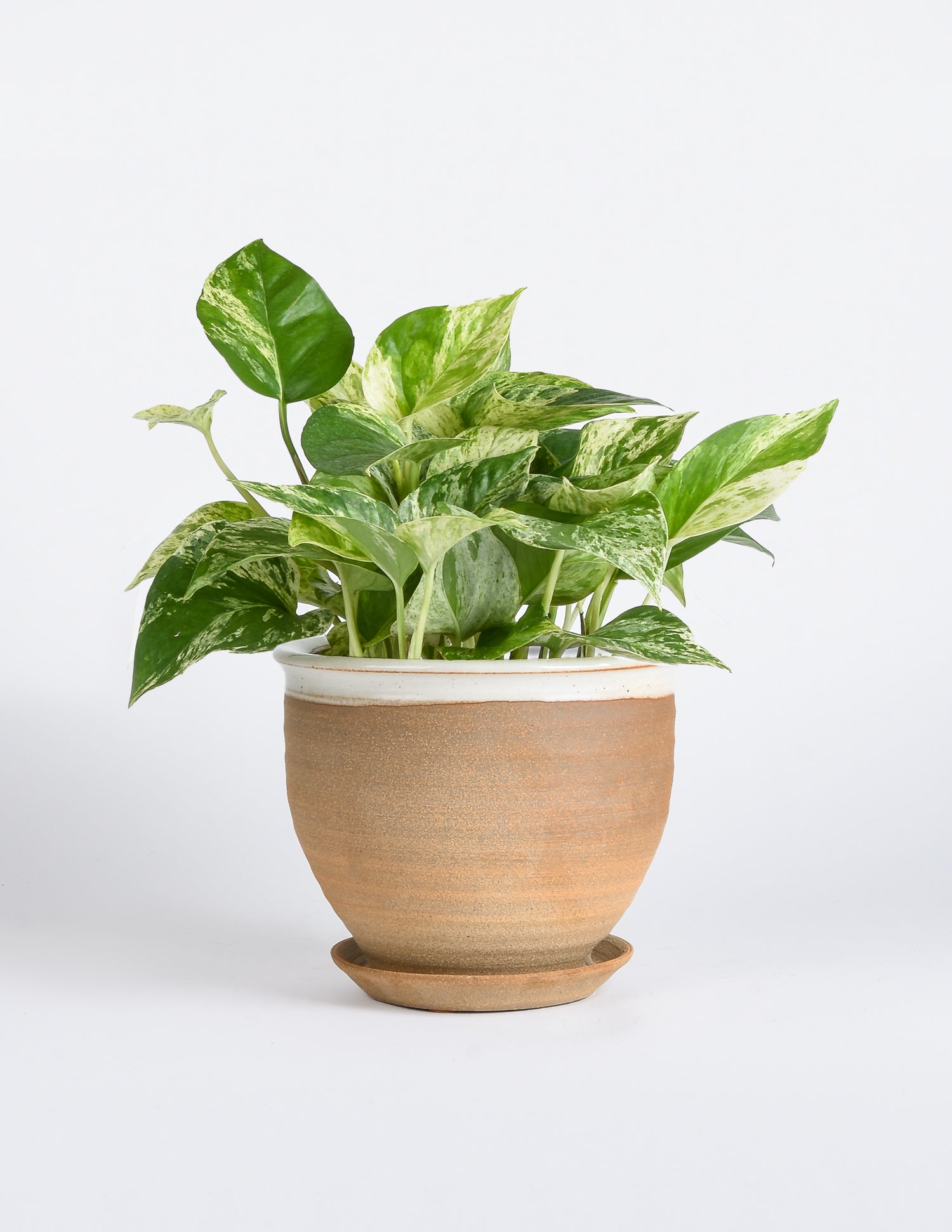 6" Pothos 'Marble Queen' potted into large dipped stoneware planter with white glaze around the opening of the planter