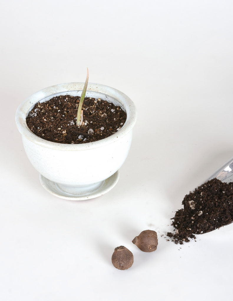 Corpse Flower bulb potted in white planter beginning to put out new growth above the soil line.