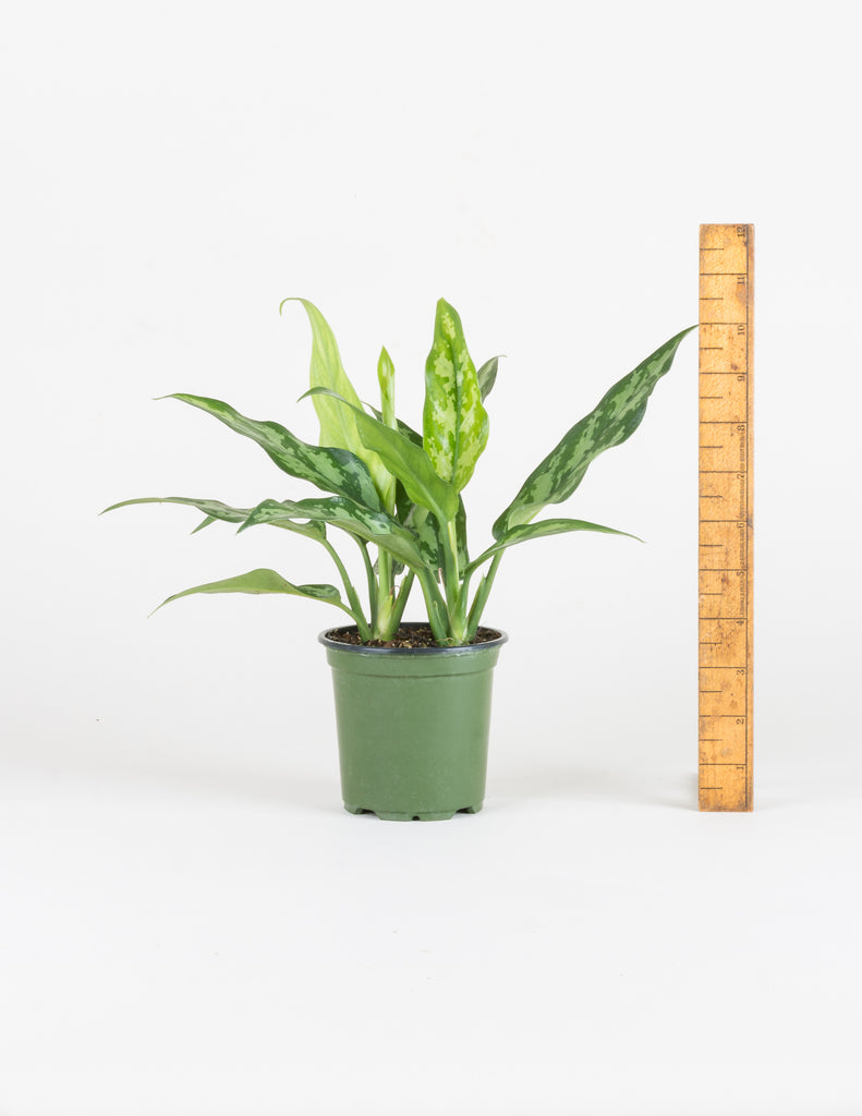 Aglaonema Maria - Chinese Evergreen - PIstils Nursery