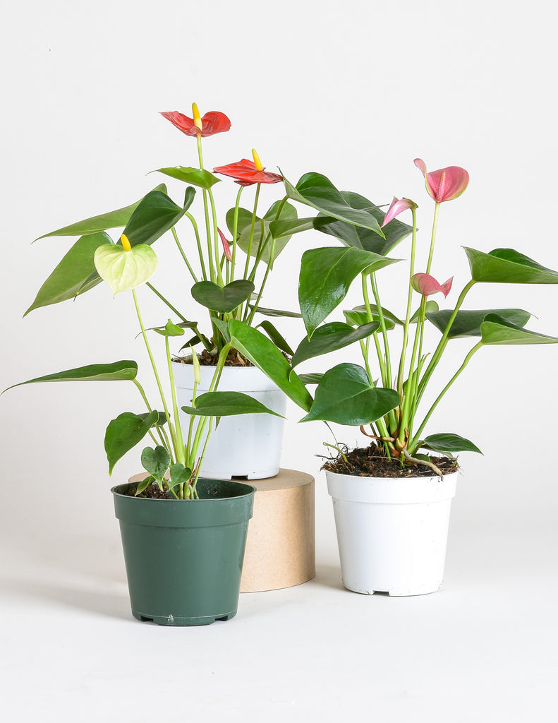 Anthurium andreanum - Flamingo Flower - Pistils Nursery