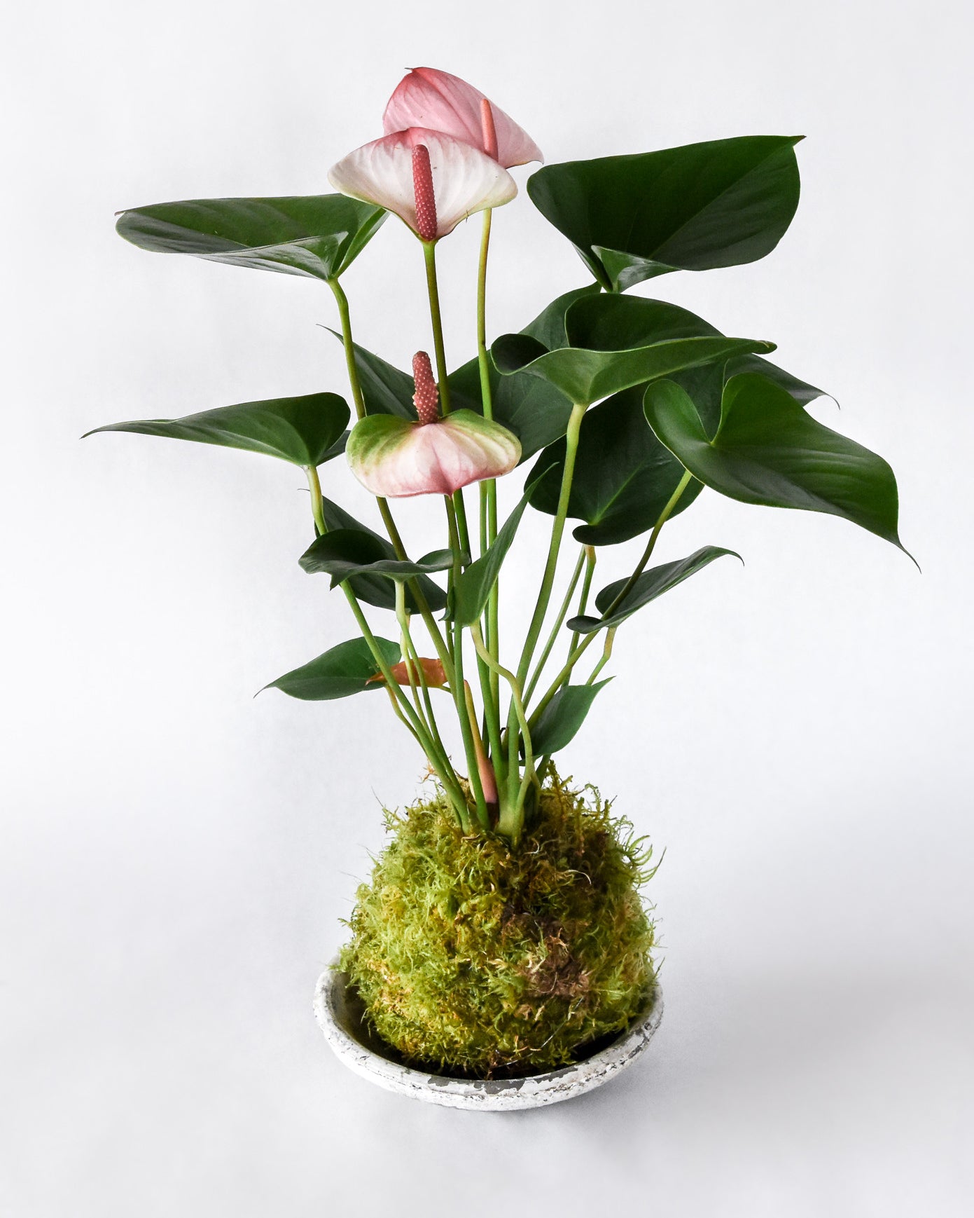 Anthurium plant with base wrapped in circular bright green moss ball on white background