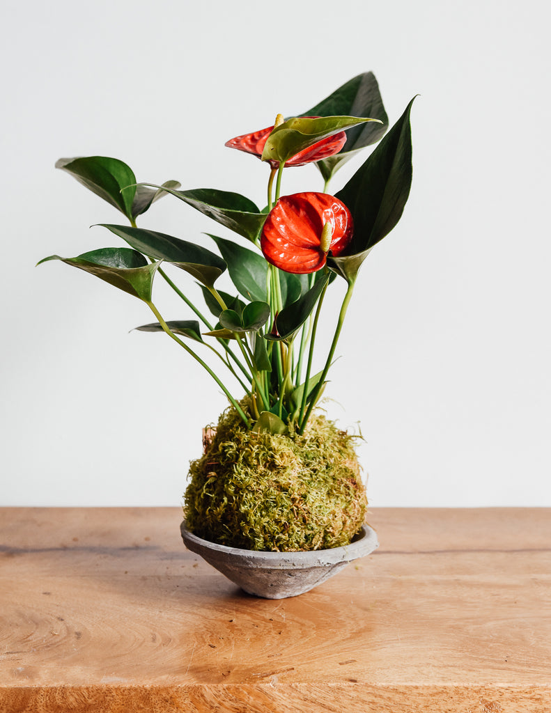 Anthurium andreanum kokedama with red blooms sitting in concrete dish