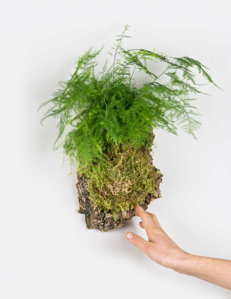 Looking for Larger Leaves? Try a Moss Pole - Pistils Nursery