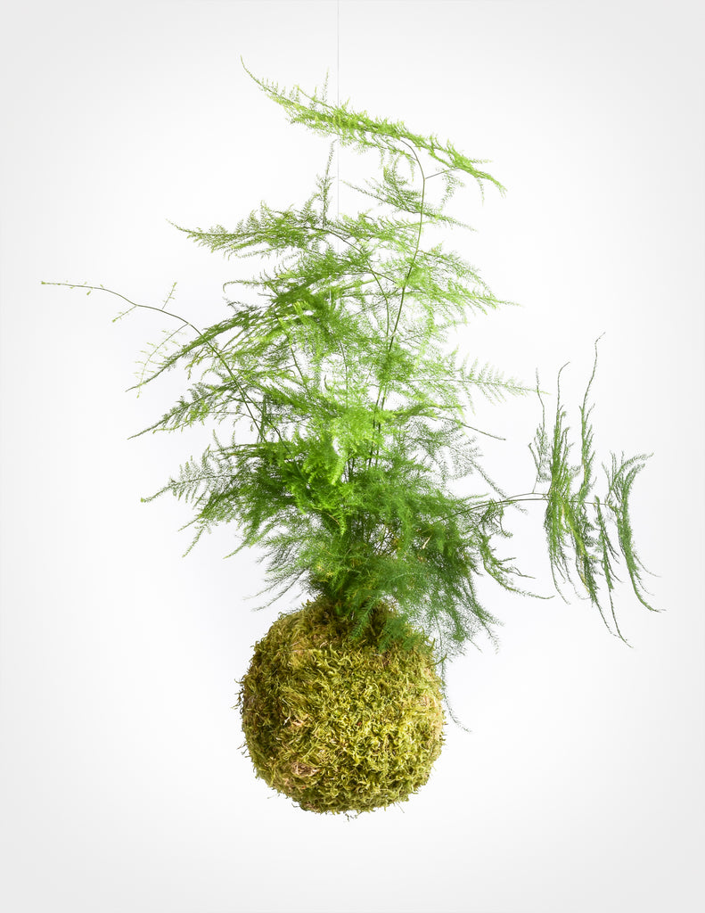 Asparagus plumosus kokedama with moss ball at base and light green lacy foliage cascading up onto white background