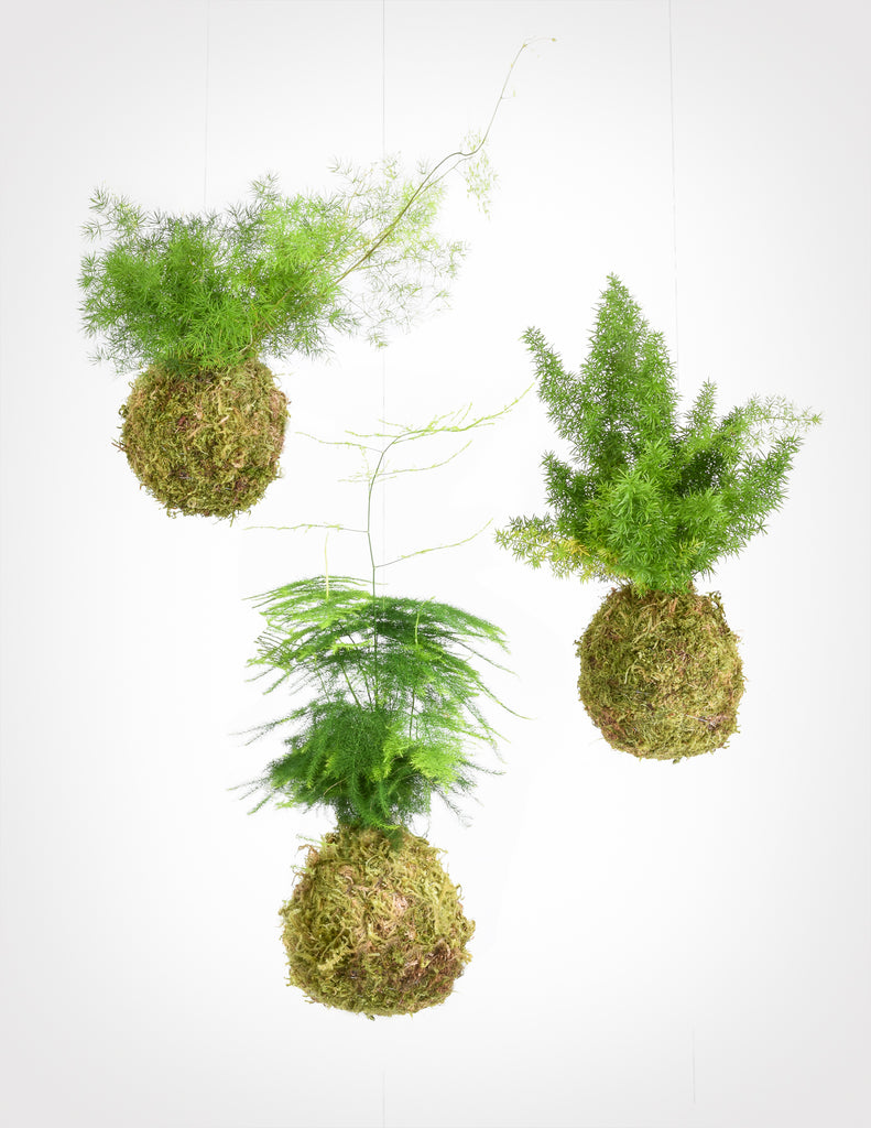 Three Asparagus Fern Kokedama hanging side by side on white background