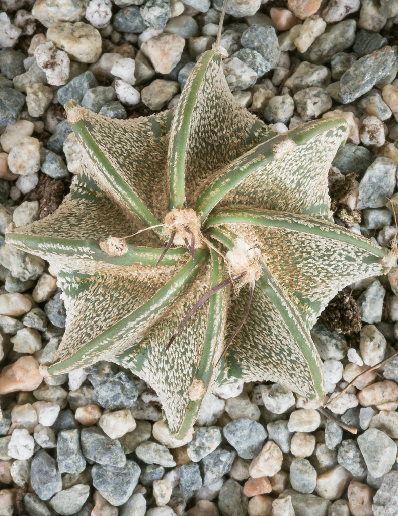 Astrophytum capricorne - Goat's Horn Cactus - Pistils Nursery