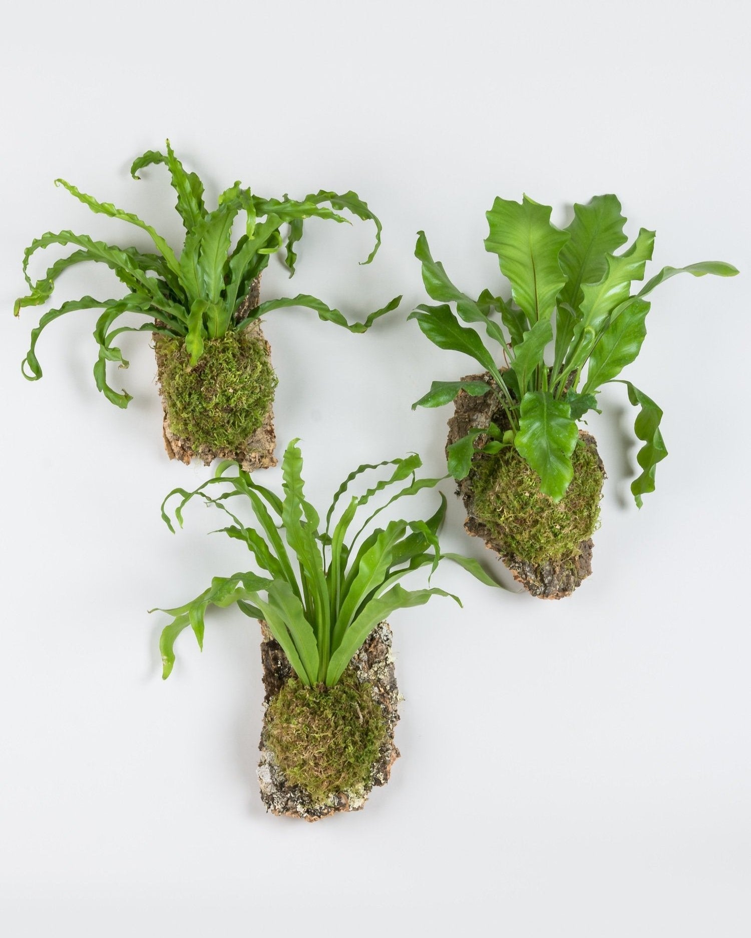 Three Bird's Nest Fern Cork Mounts hung in a triangle formation on white background
