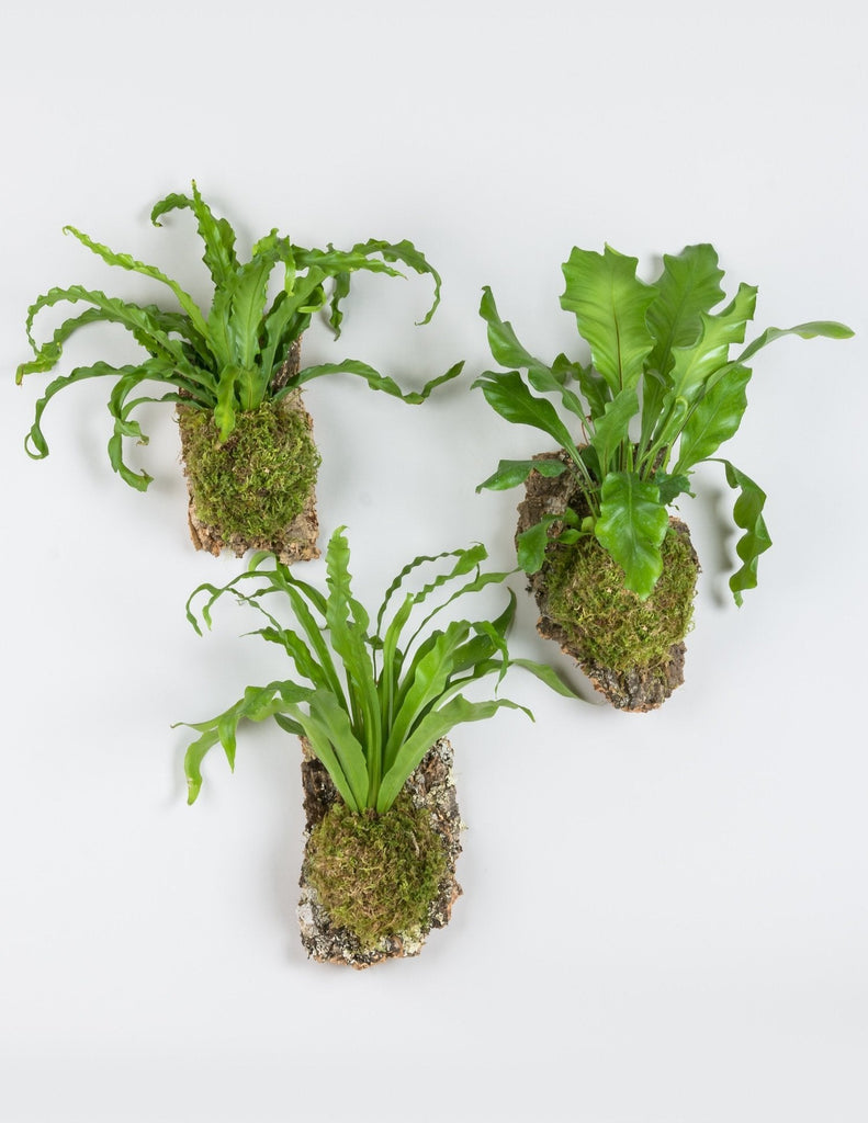 Three Bird's Nest Fern Cork Mounts hung in a triangle formation on white background