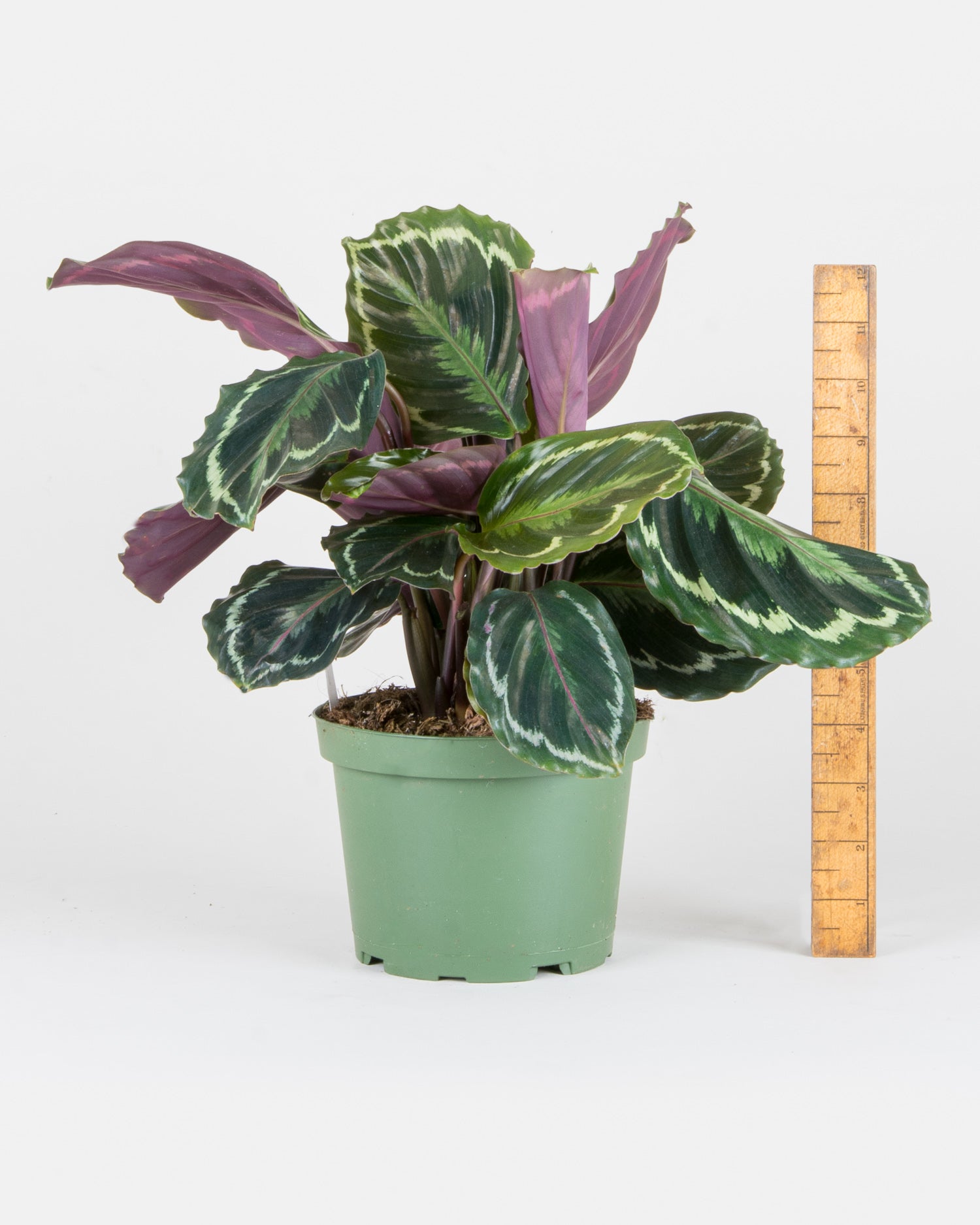 Medium Calathea 'Medallion' (Calathea roseopicta 'Medallion') – Rooted