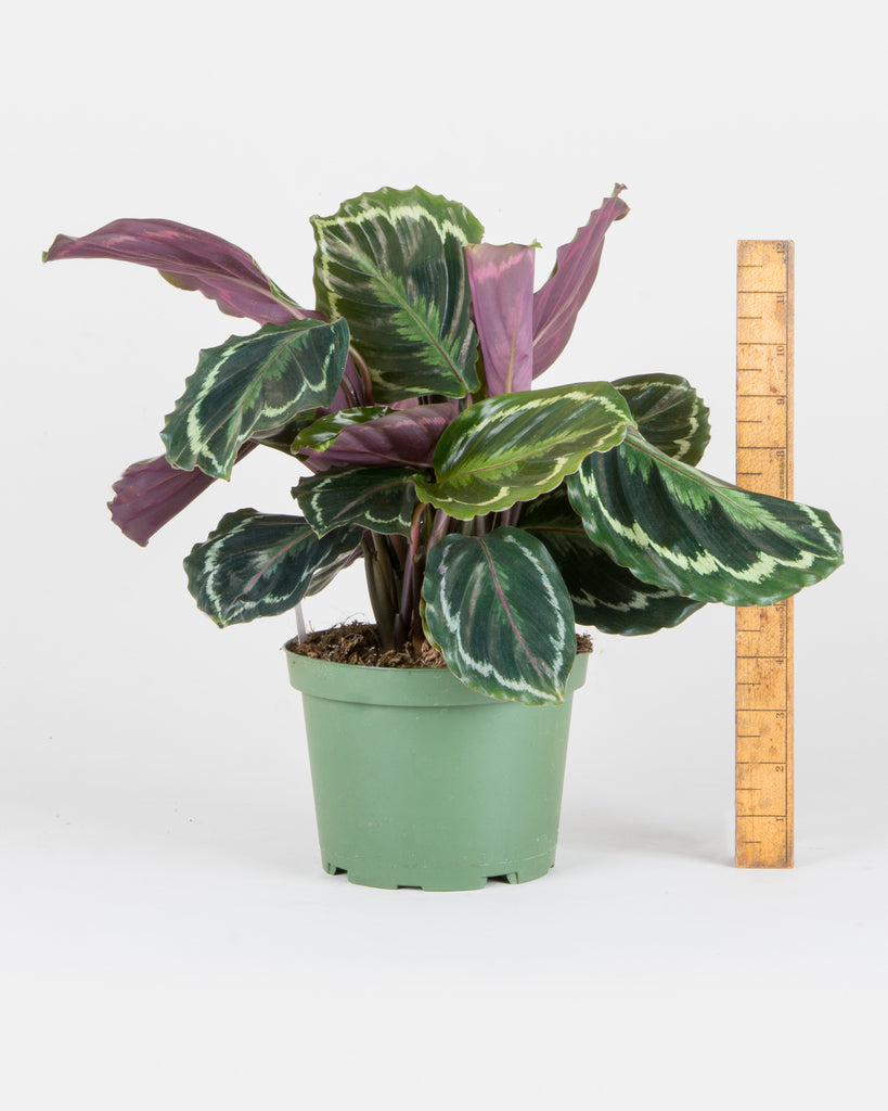 Goeppertia roseopicta 'Medallion' - Pistils Nursery - Medallion Calathea 