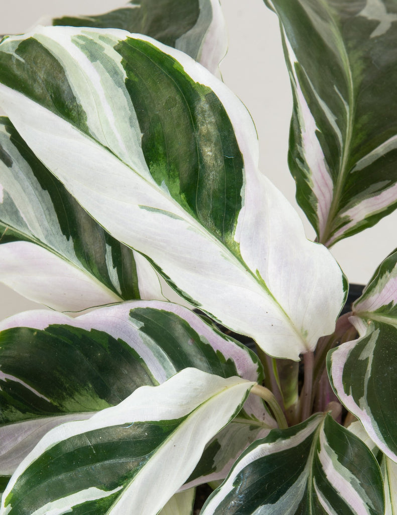 Calathea 'Fusion White' - Pistils Nursery - Variegated Prayer Plant