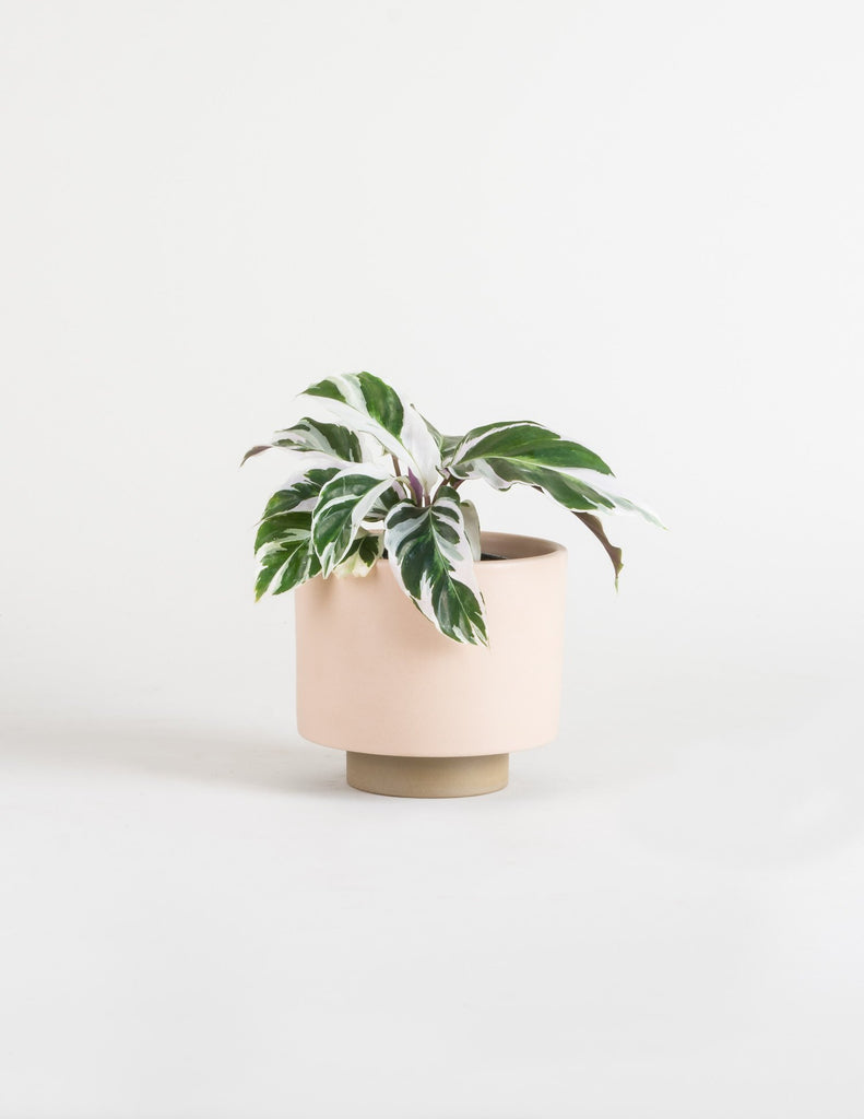 Calathea 'Fusion White' - Pistils Nursery