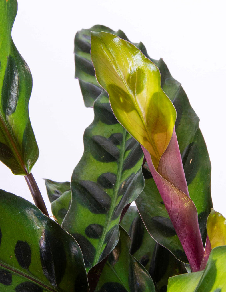 Closeup of new growth unrolling from cone shaped growth