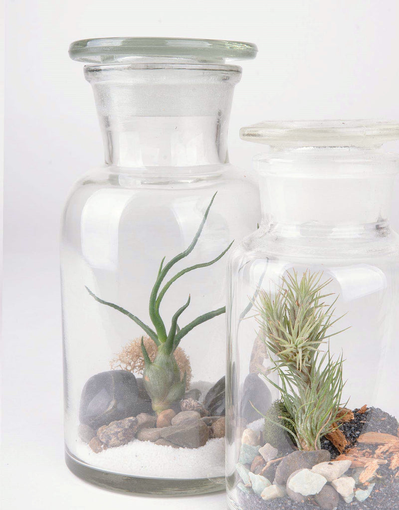 Closeup of two different sized apothecary aeriums, both containing natural colored rock and sand, with to different tillandsia