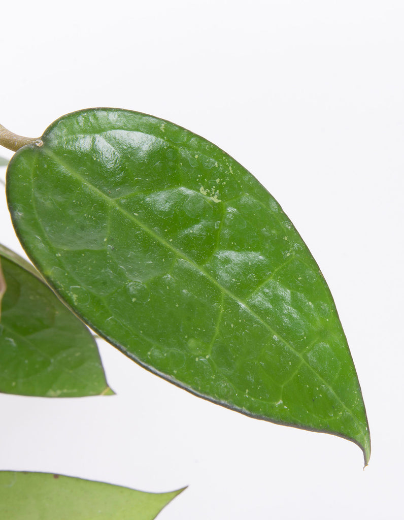 Hoya parasitica 'Black Margin' | Pisitls Nursery rare Hoyas buy online