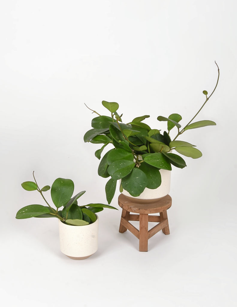Two Hoya obovata plants potted into white ceramic planters, the larger of the two atop a wooden plant stand