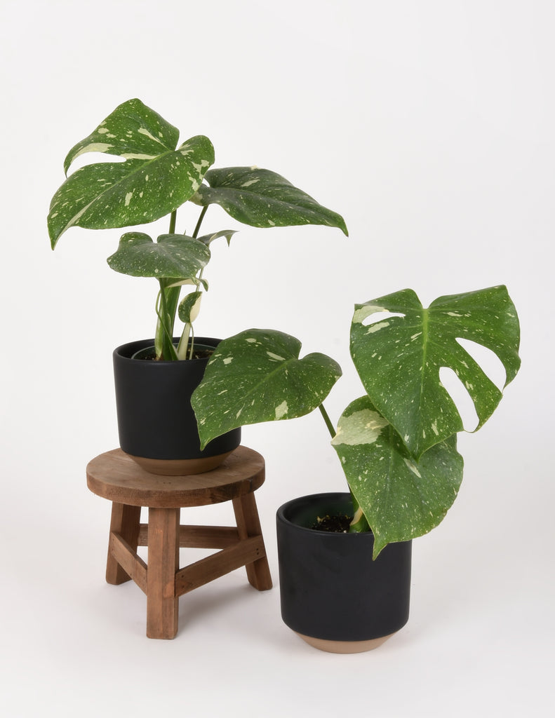 Two Monstera deliciosa 'Thai Constellation' plants in black pots