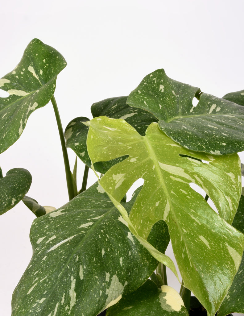 New 'Thai Constellation" foliage forming with fenestrations and creamy white dappled leaves 