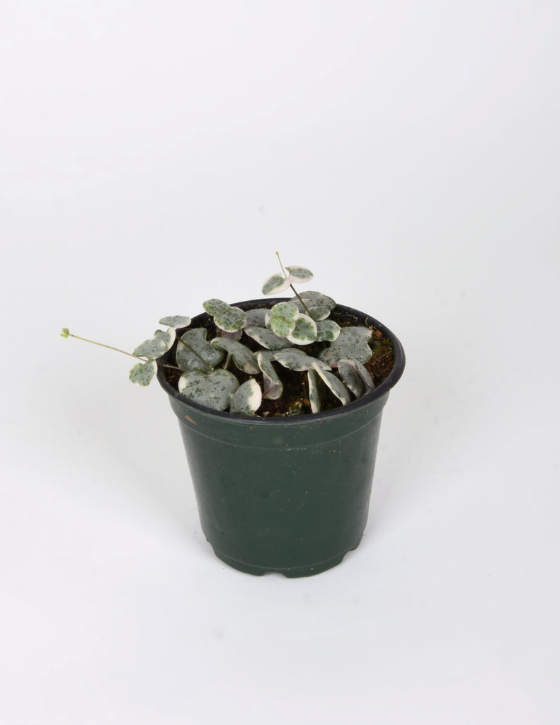 4" Ceropegia woodii 'Variegata' in green plastic planter