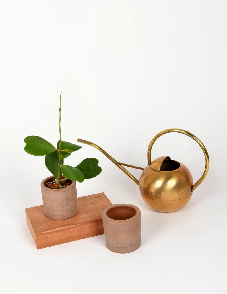 Selene planter with Hoya kerrii next to empty Selene pot and brass watering can