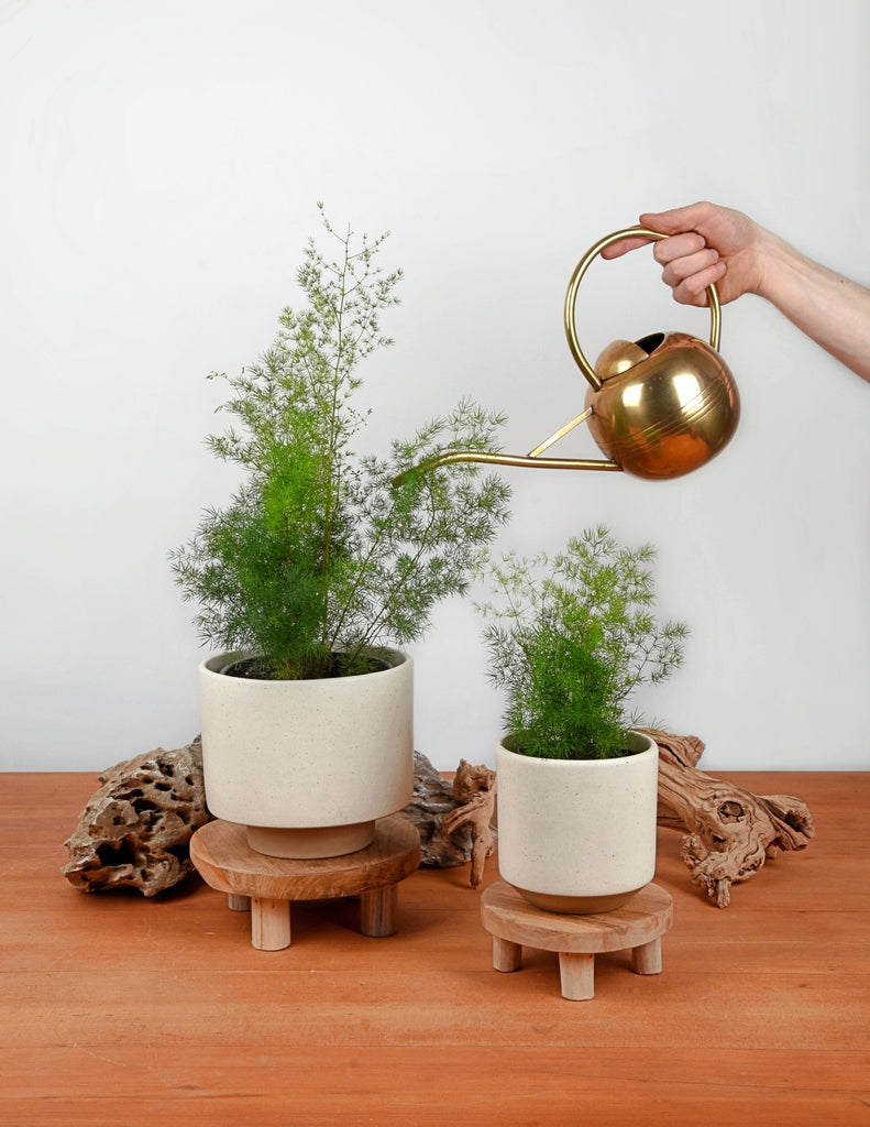 Two Asparagus sprengerii in white pots elevated at different heights by wooden plant stands