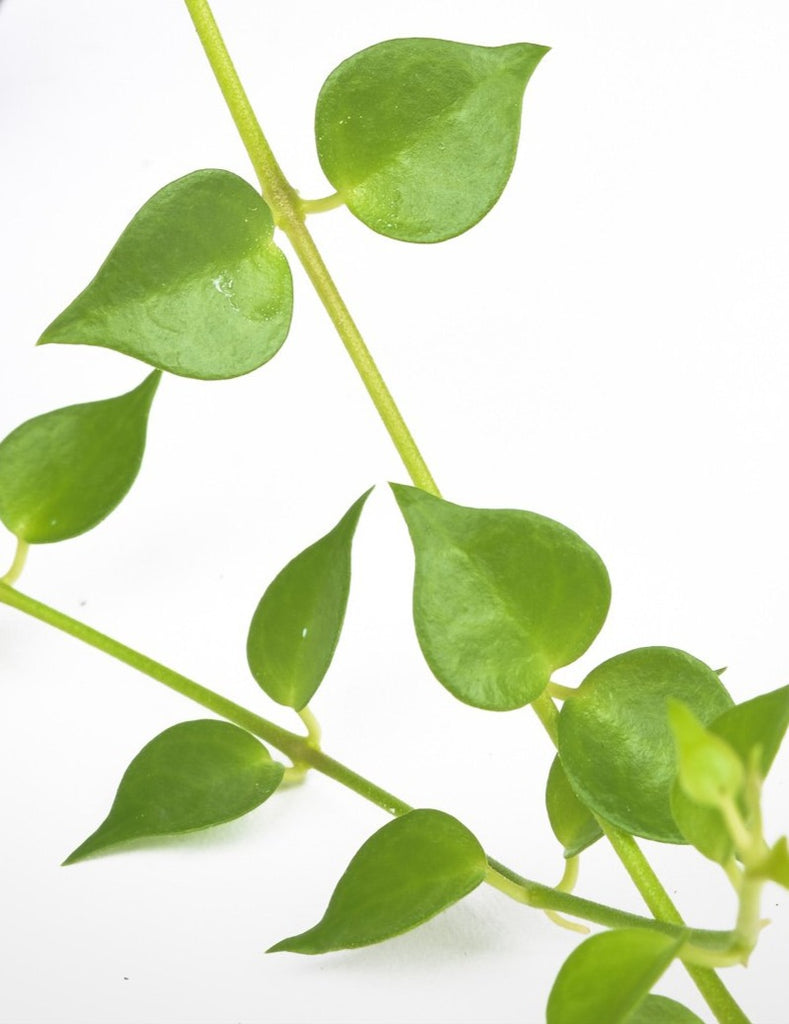 Dischidia ruscifolia - Million Hearts - Pistils Nursery