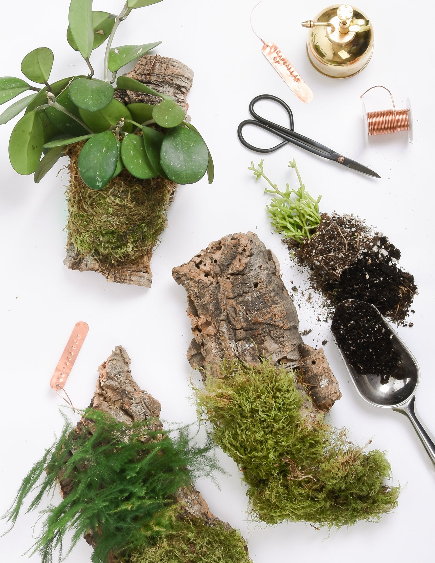 Epiphyte Mounting Workshop - Pistils Nursery