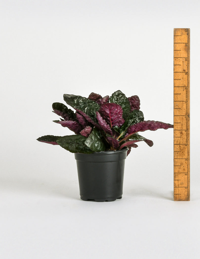 Hemigraphis alternata - Purple Waffle Plant - Pistils Nursery