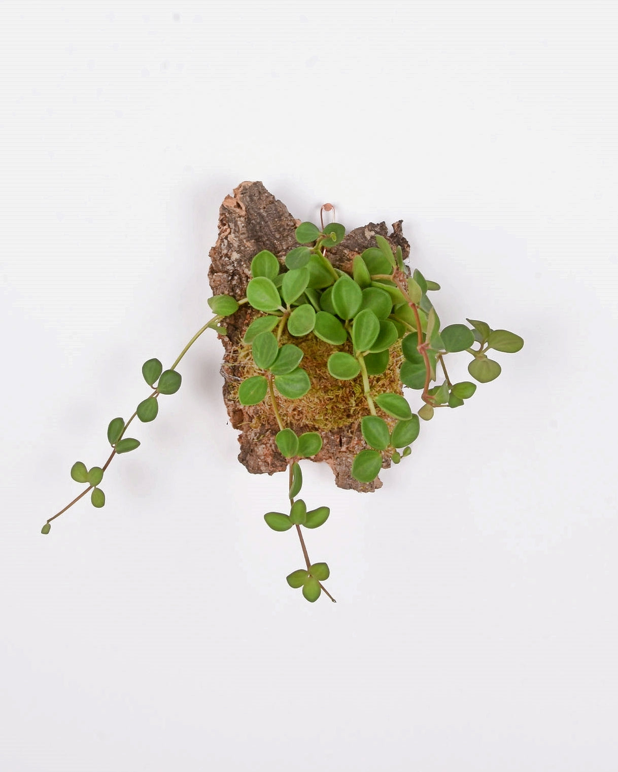 Peperomia hope mounted onto natural cork with moss hanging on white wall