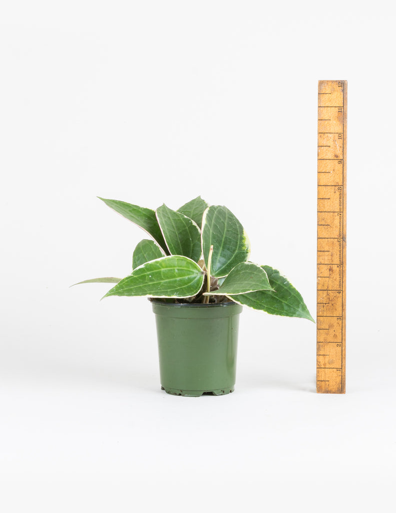 4" Hoya macrophylla 'Variegata' in plastic pot next to wooden ruler measuring a height of 8"