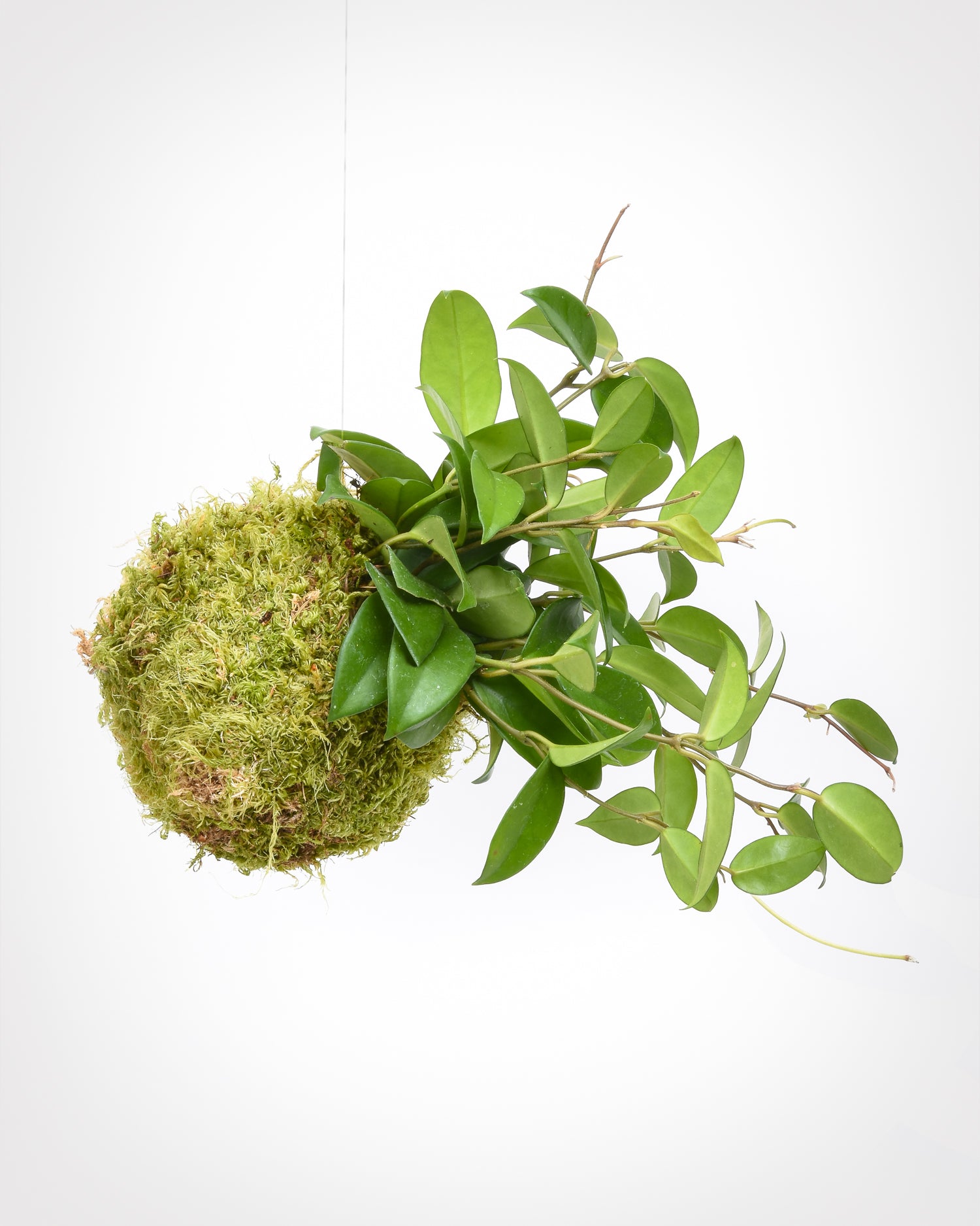 Hanging Hoya carnosa with roots wrapped in bright green sphagnum moss