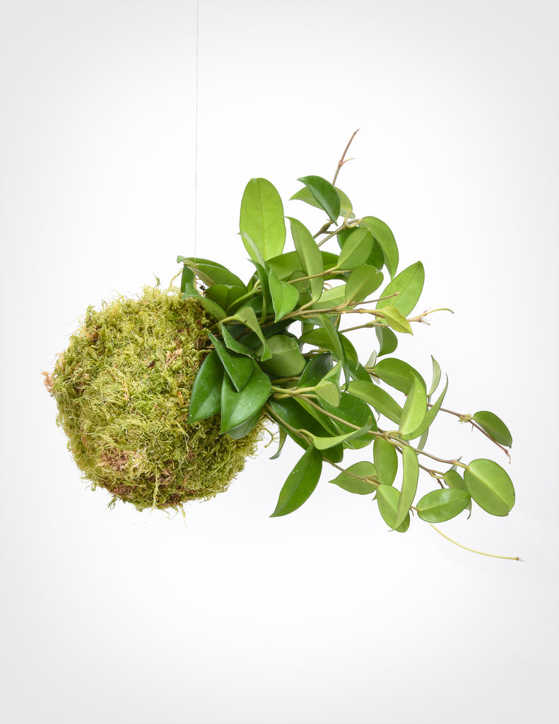 Hanging Hoya carnosa with roots wrapped in bright green sphagnum moss