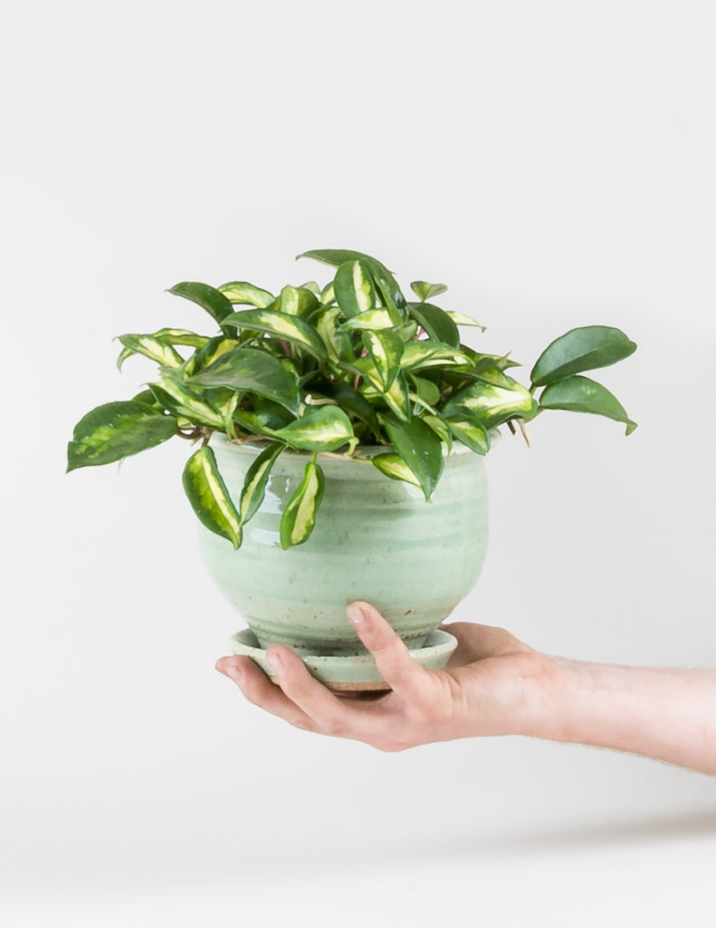 Hand holding Celadon Hand-thrown planter with Hoya carnosa 'Krimson Princess' potted within